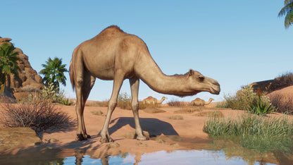 Planet Zoo: The Arid Animal Pack Steam Key Global